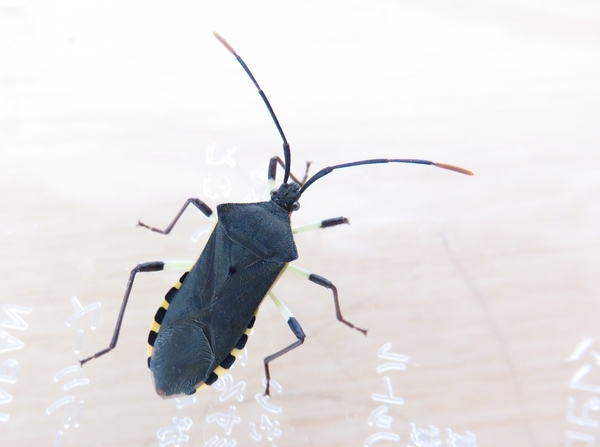 青りんごの匂い キバラヘリカメムシ発見 ムシのムシ